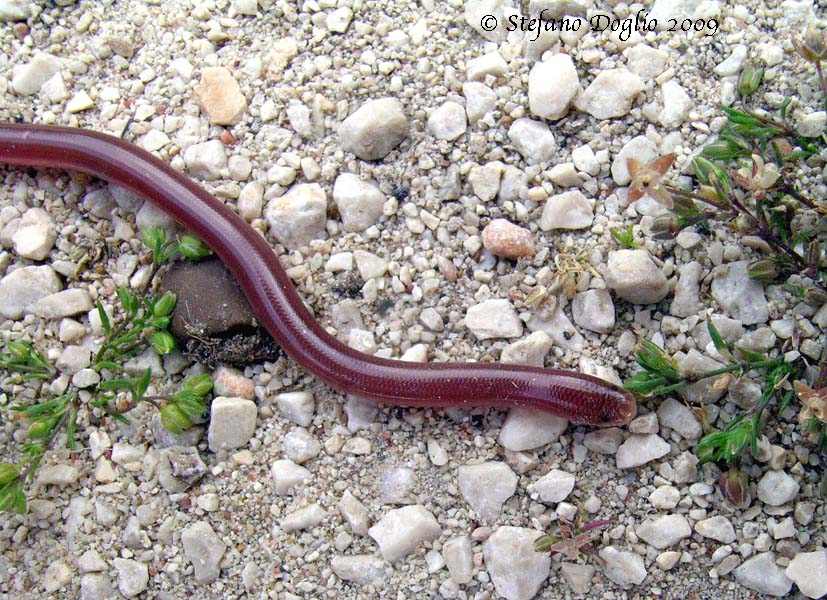 nel Peloponneso (Typhlops e Natrix tessellata)